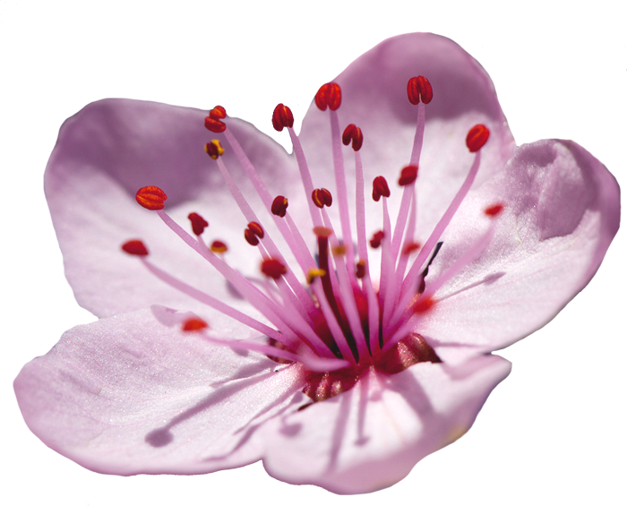 Cvijet Šljive