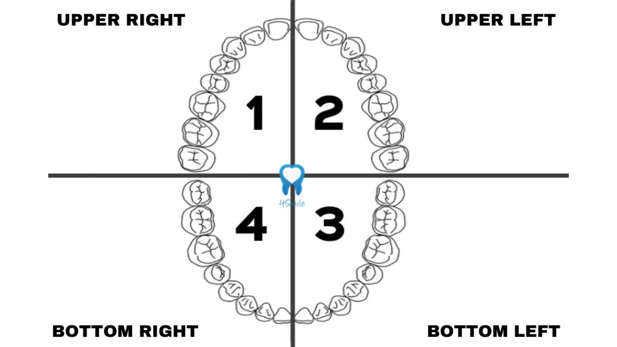 How Dentists Label Teeth – 1 How Dentists Label Teeth - 1