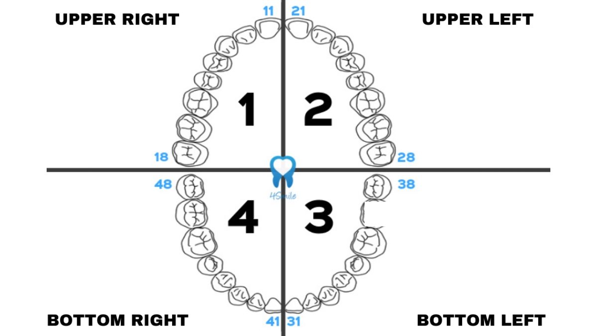 How Dentists Label Teeth – 2 How Dentists Label Teeth - 2