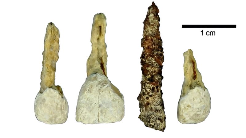 Who Saved Our Smile – 372