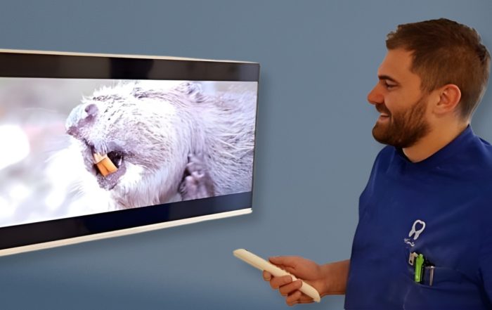 unusual-teeth-of-the-animal-kingdom