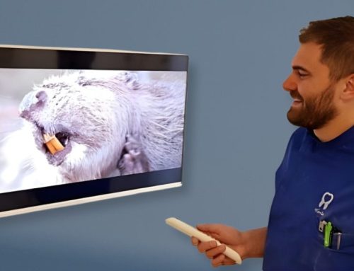 Unusual teeth of the animal kingdom