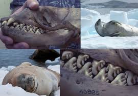 Crabeter seals Crabeter seals