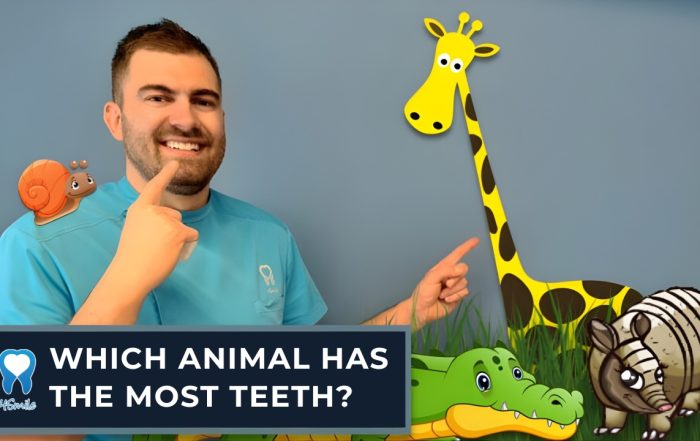 which-animal-has-the-most-teeth-dentist-europe-croatia