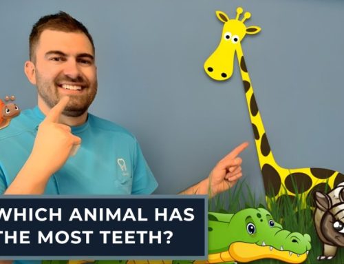 Which animal has the most teeth?